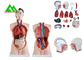 Medizinischer Doppelsex-menschliches Torso-Anatomie-Modell mit klarer Hauptstruktur fournisseur
